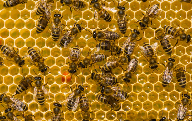 The bees bring nectar to the hive and fill the honeycomb with it`.