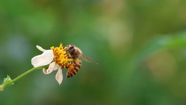 Istockphoto 2162872655 612x612