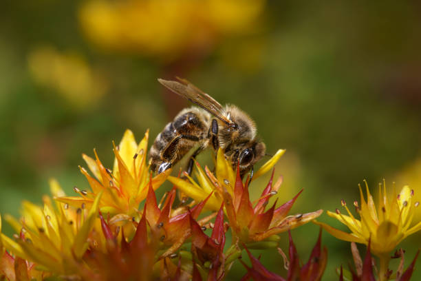 Bee collecting nectar in a flower meadow